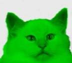 Avatar di gatto_verde